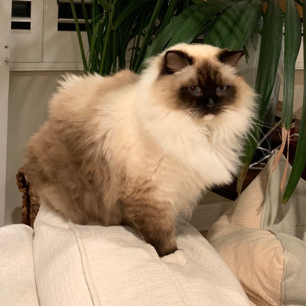 Meet your Posher, Ashlyn